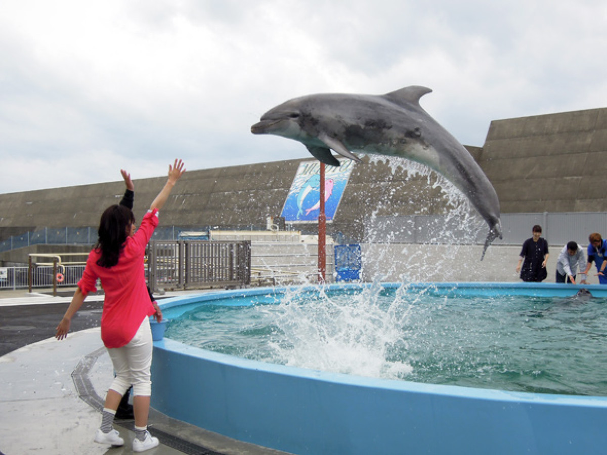 イルカふれあい体験