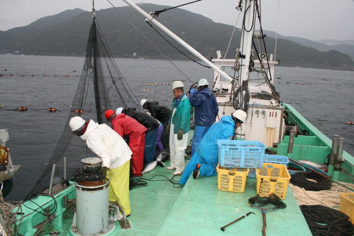 大敷網：室戸の魚