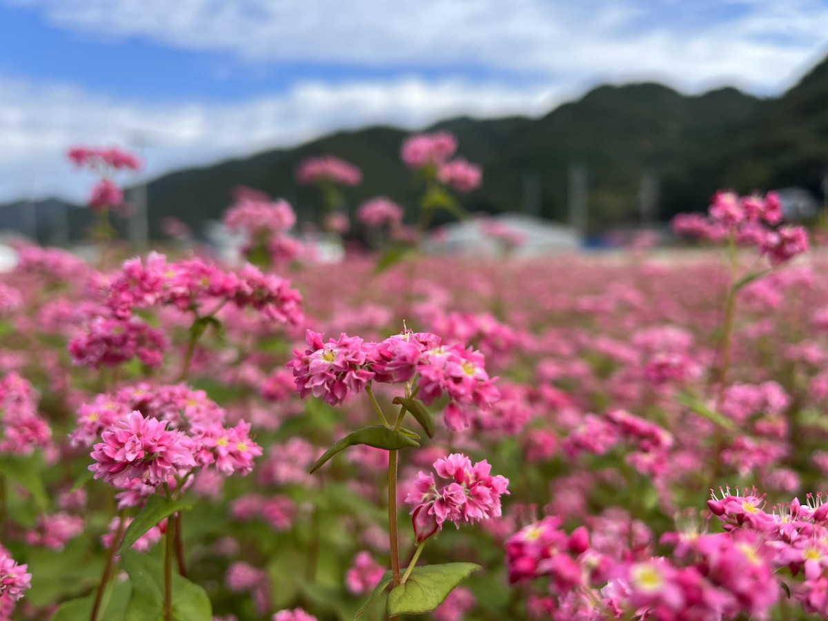 農事組合法人 庄毛ファーム