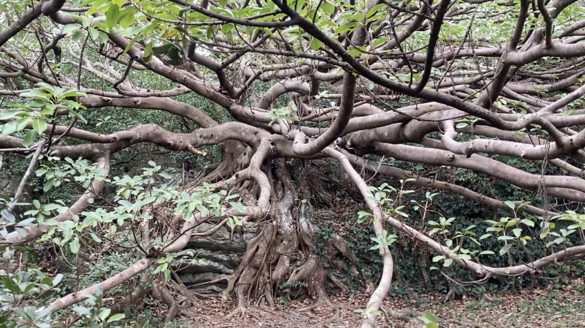 アコウの木