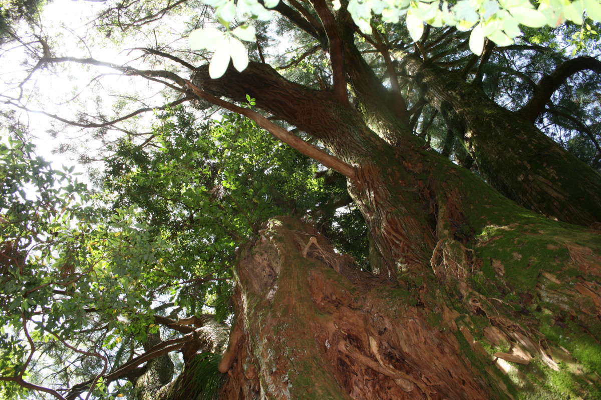 秘境・段ノ谷山の巨大杉群