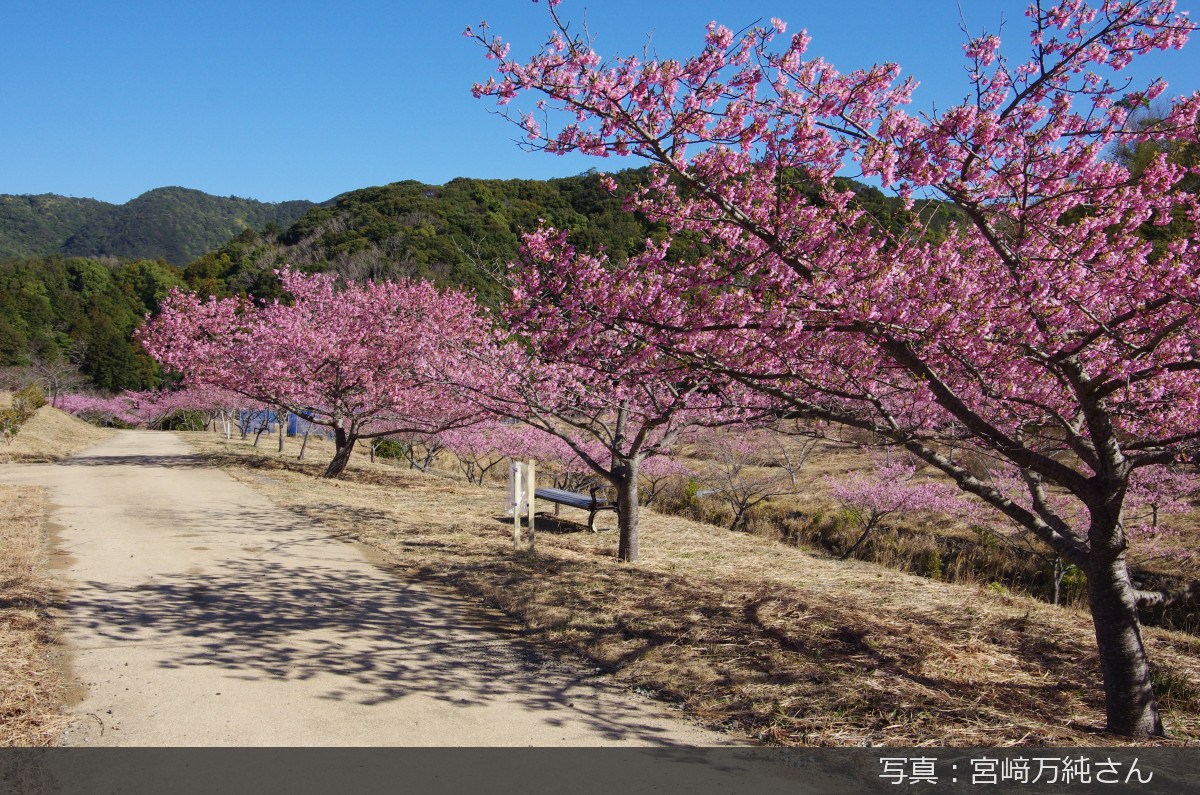 二千本桜