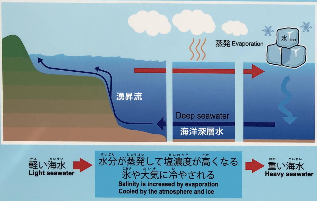 湧昇流