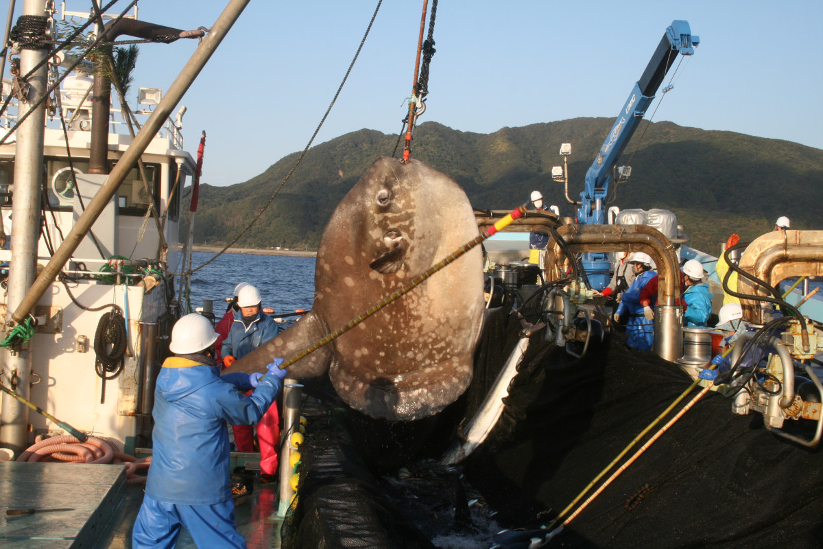 マンボウ